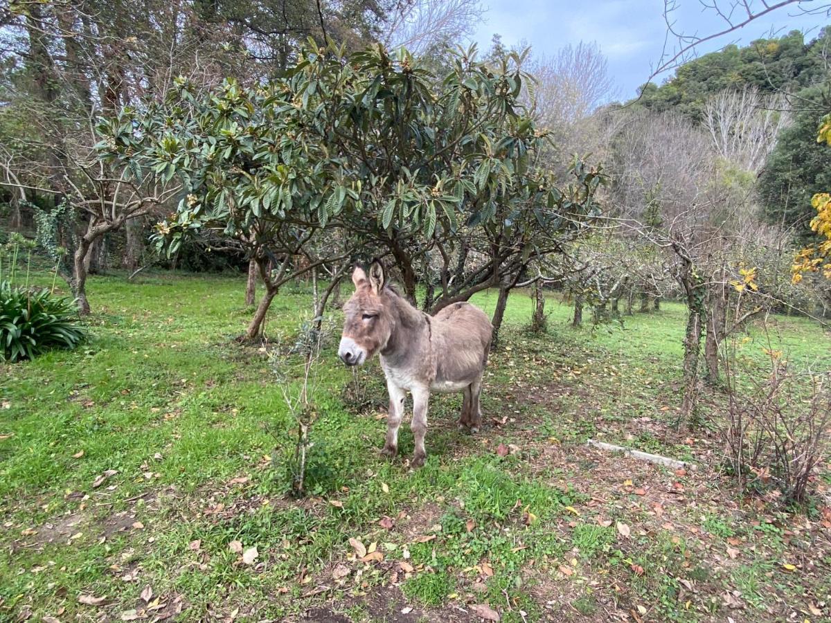 Masia Can Janet Arbucies Exterior photo